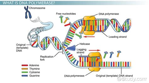 dna polymerase 3 function replication.